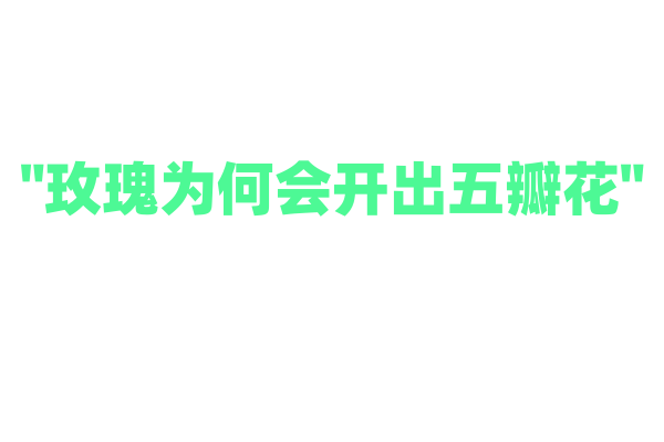 "玫瑰为何会开出五瓣花"